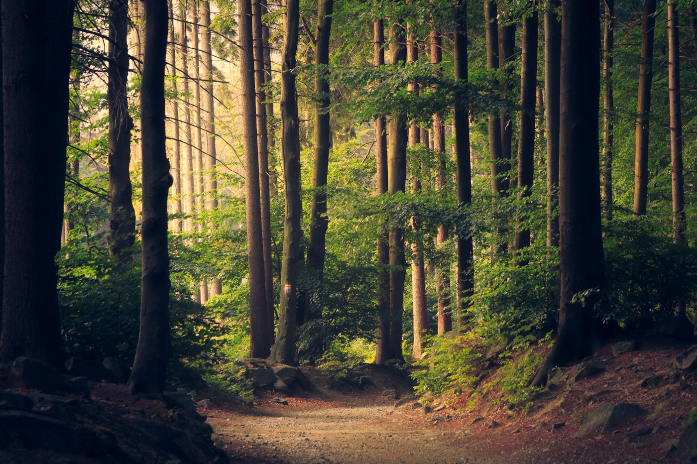 Lush forest path through a Canarian protected natural area